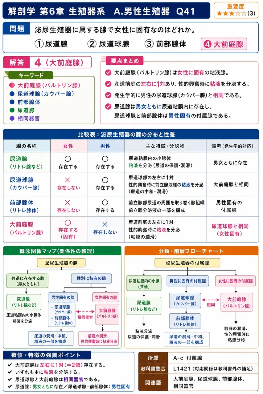 泌尿生殖器に属する腺で女性に固有なのはどれか。 解説図