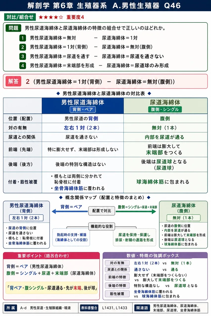 陰茎海綿体と尿道海綿体の特徴の組合せで正しいのはどれか。 解説図