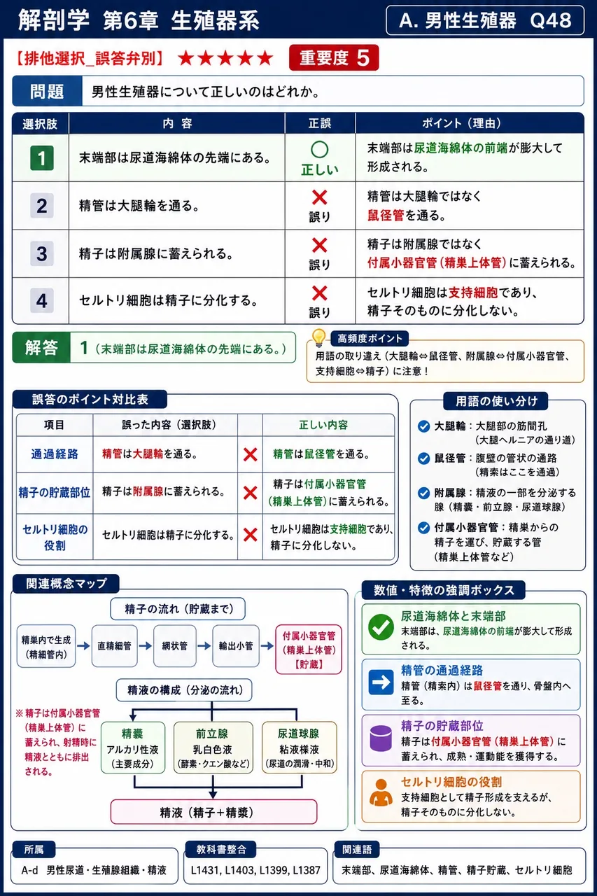 男性生殖器について正しいのはどれか。 解説図