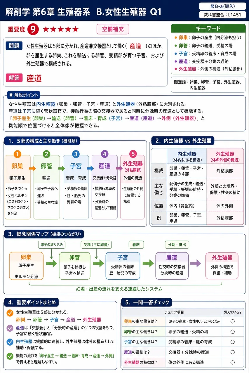女性生殖器は5部に分かれ、産道兼交接器として働く( )のほか、卵を産生する卵巣、これを輸送する卵管、受精卵が育つ子宮、および外生殖器で構成される。 解説図