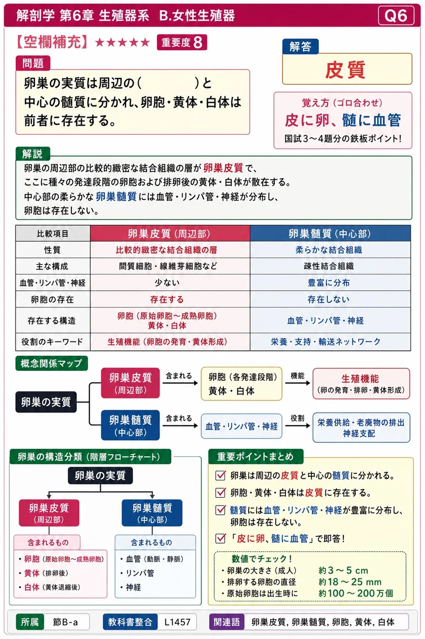 卵巣の実質は周辺の( )と中心の髄質に分かれ、卵胞・黄体・白体は前者に存在する。 解説図