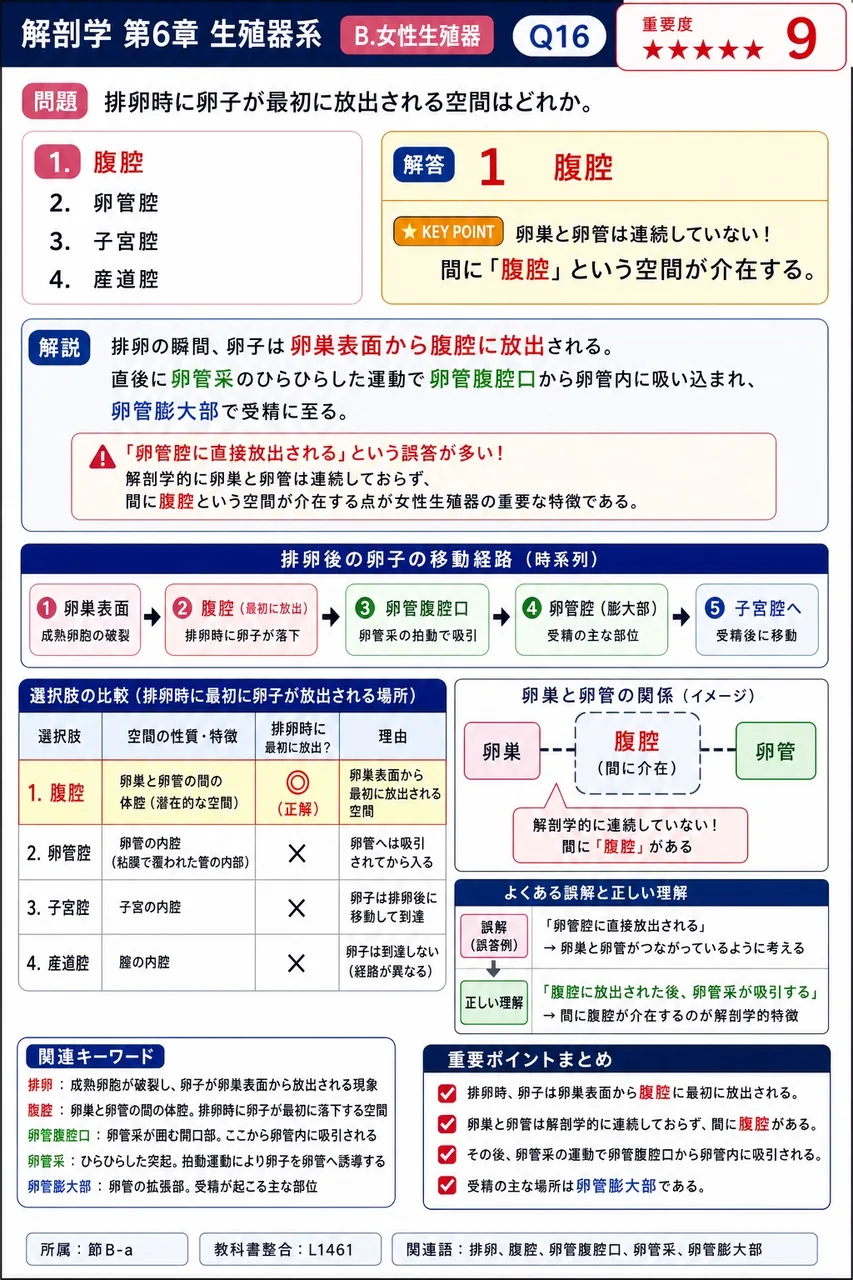 排卵時に卵子が最初に放出される空間はどれか。 解説図