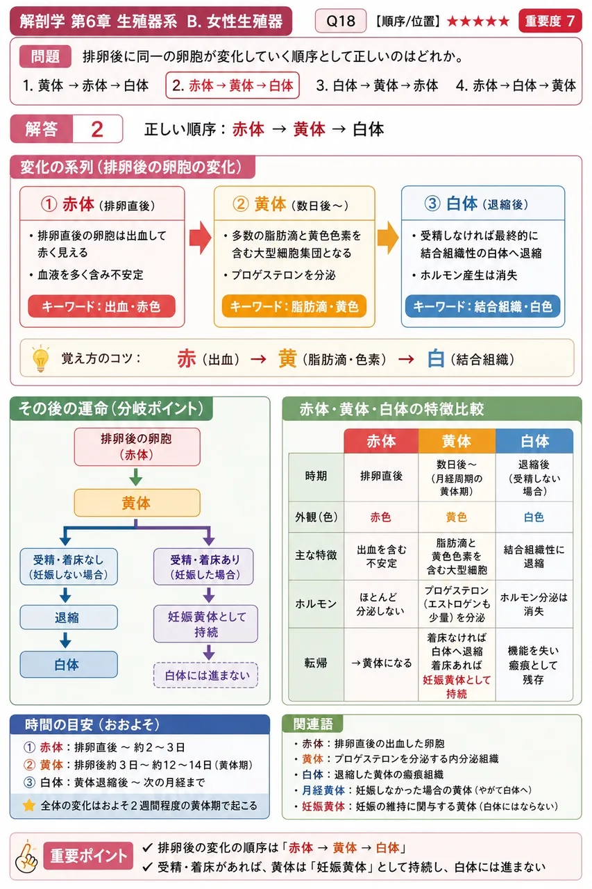 排卵後に同一の卵胞が変化していく順序として正しいのはどれか。 解説図