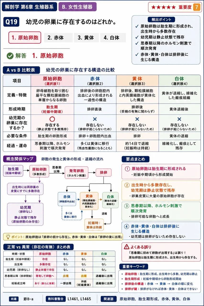 幼児の卵巣に存在するのはどれか。 解説図
