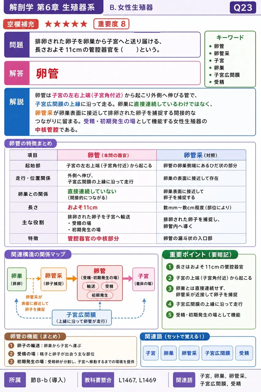 排卵された卵子を卵巣から子宮へと送り届ける、長さおよそ11cmの管腔器官を( )という。 解説図