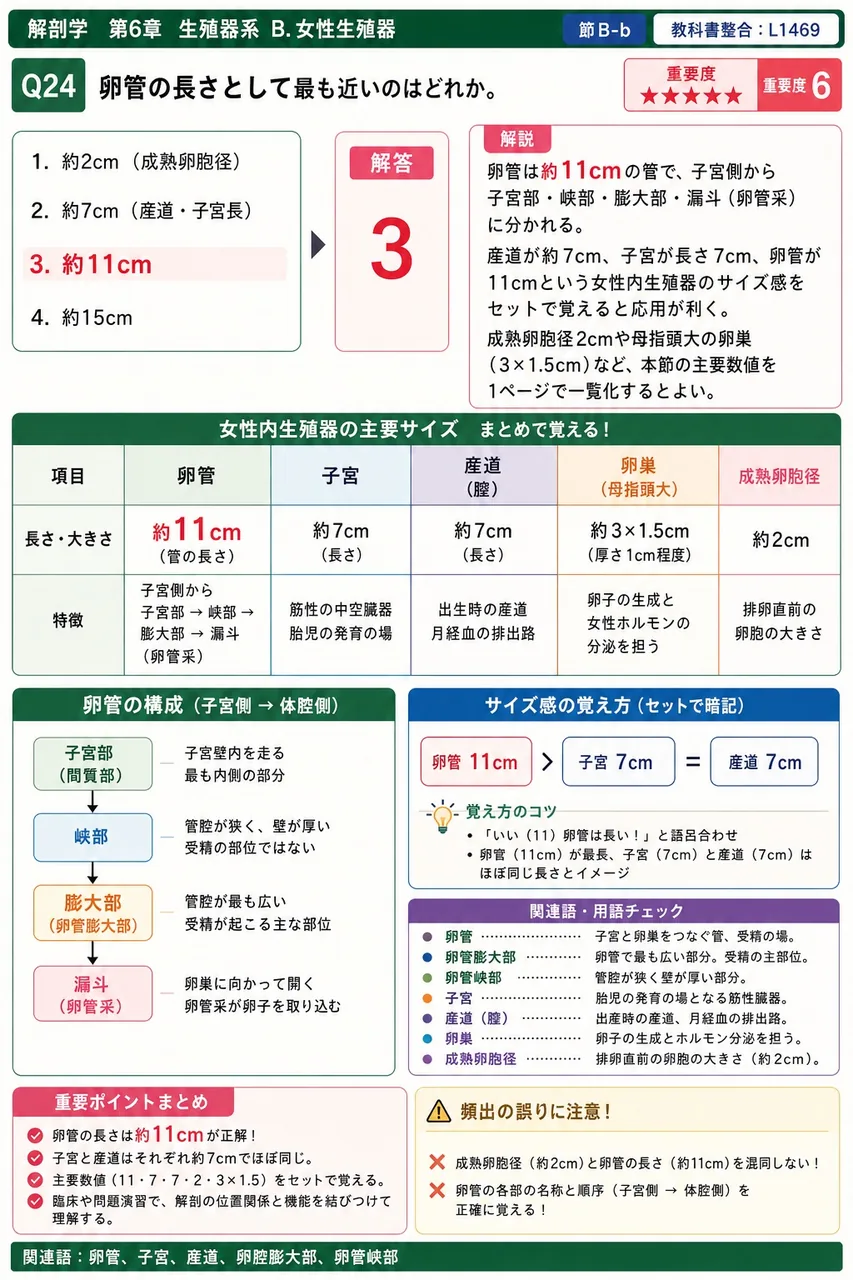 卵管の長さとして最も近いのはどれか。 解説図