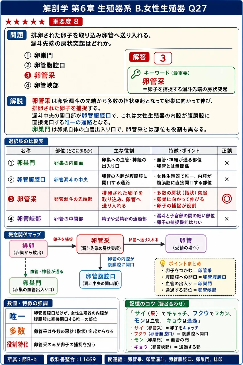 排卵された卵子を取り込み卵管へ送り入れる、漏斗先端の房状突起はどれか。 解説図