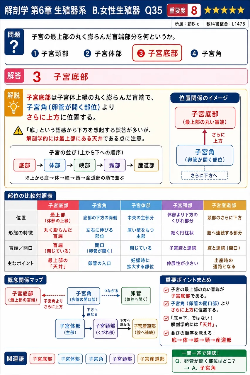 子宮の最上部の丸く膨らんだ盲端部分を何というか。 解説図
