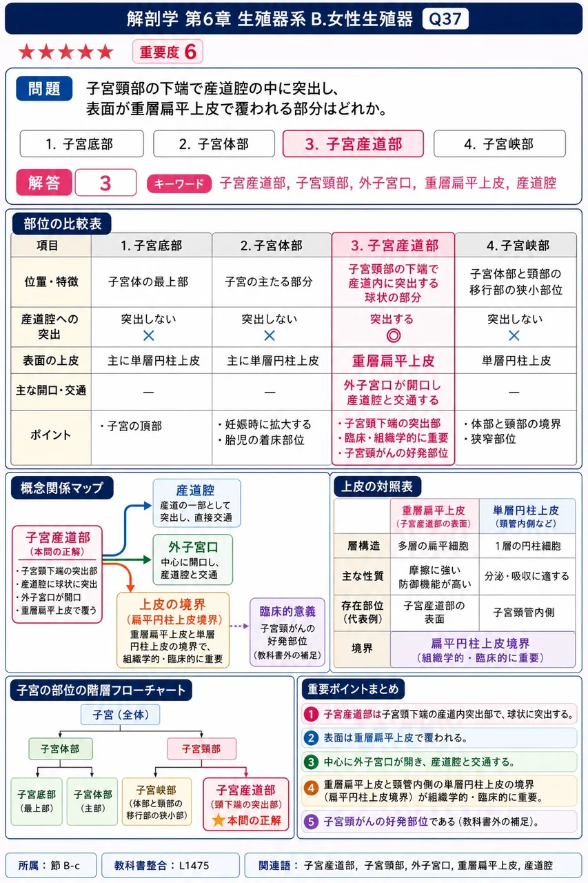 子宮頸部の下端で膣腔の中に突出し、表面が重層扁平上皮で覆われる部分はどれか。 解説図