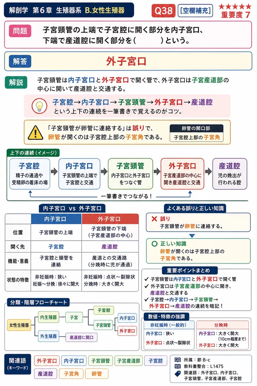 子宮頸管の上端で子宮腔に開く部分を内子宮口、下端で膣腔に開く部分を( )という。 解説図