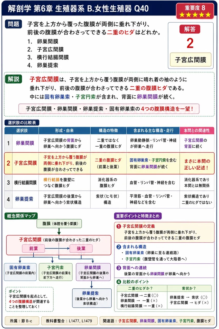 子宮を上方から覆った腹膜が両側に垂れ下がり、前後の腹膜が合わさってできる二重のヒダはどれか。 解説図