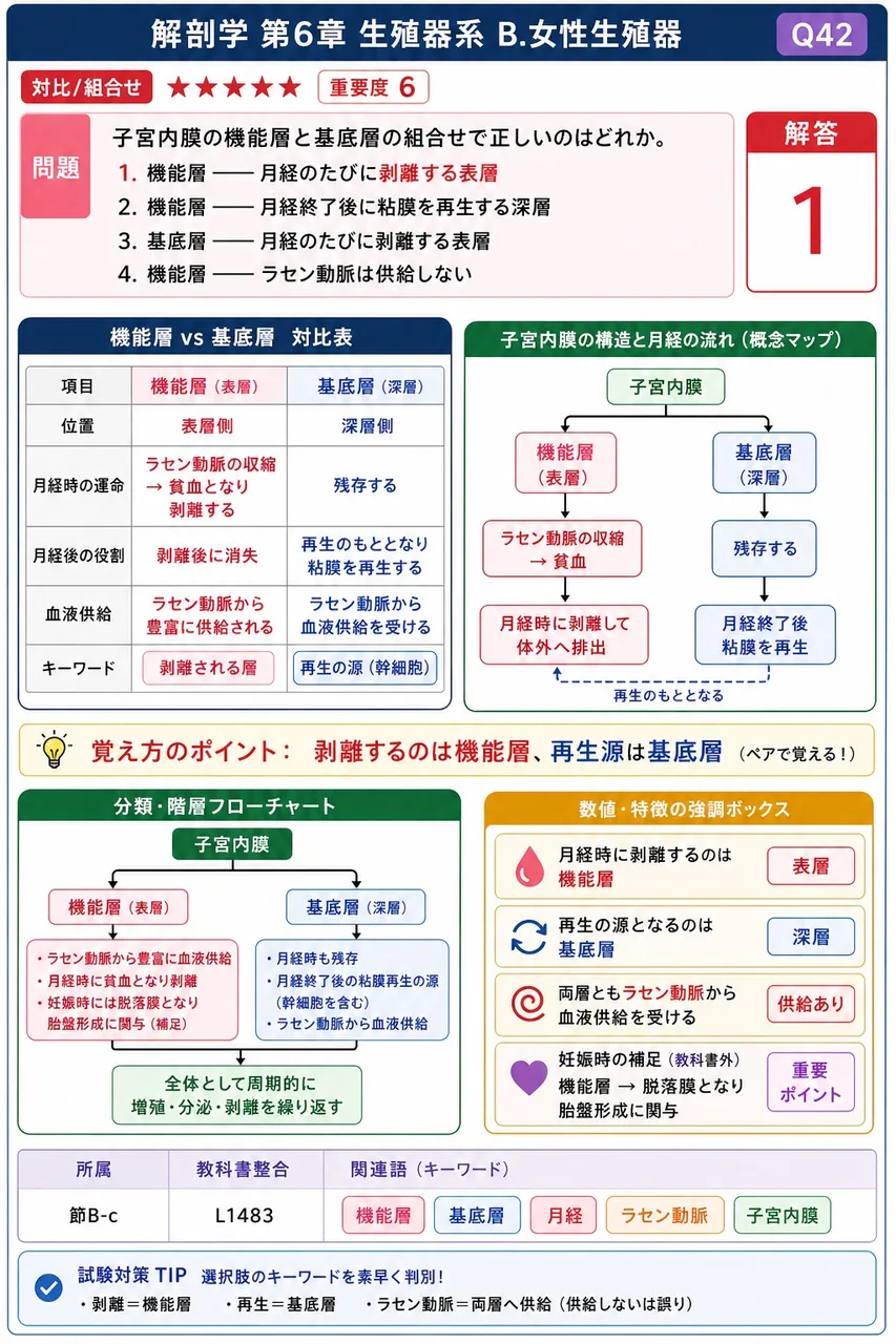 子宮内膜の機能層と基底層の組合せで正しいのはどれか。 解説図