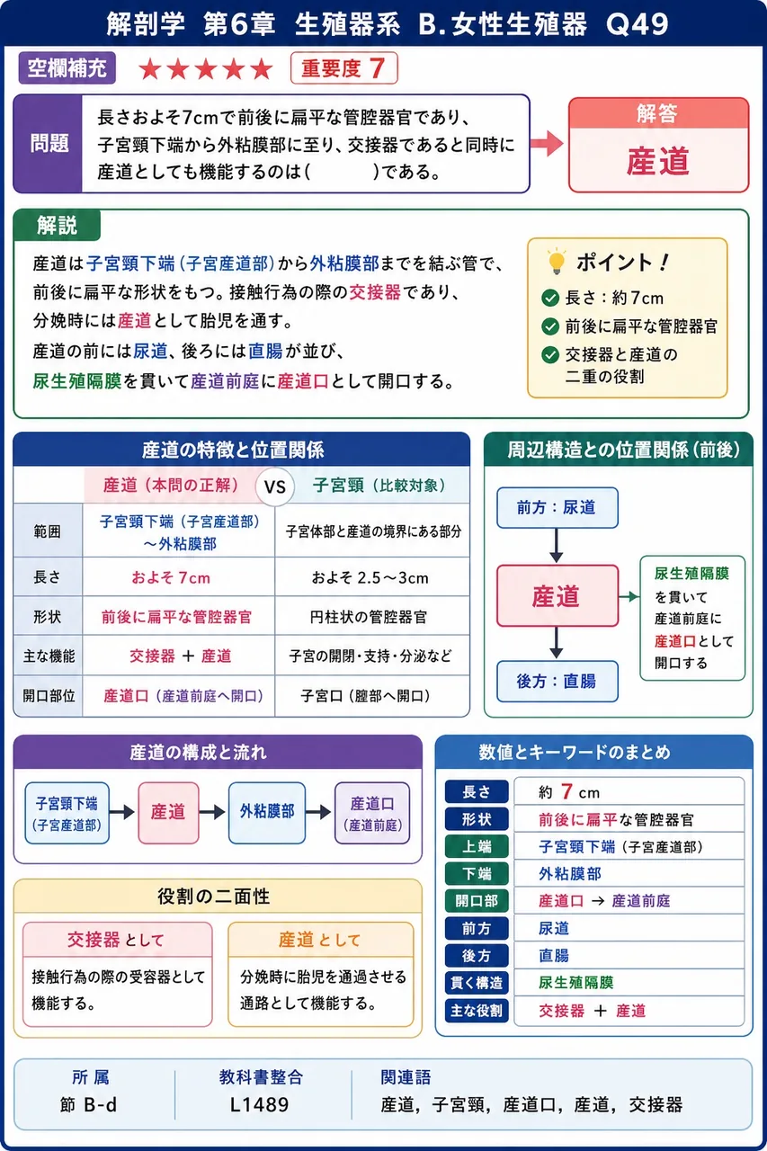 長さおよそ7cmで前後に扁平な管腔器官であり、子宮頸下端から外陰部に至り、交接器であると同時に産道としても機能するのは( )である。 解説図