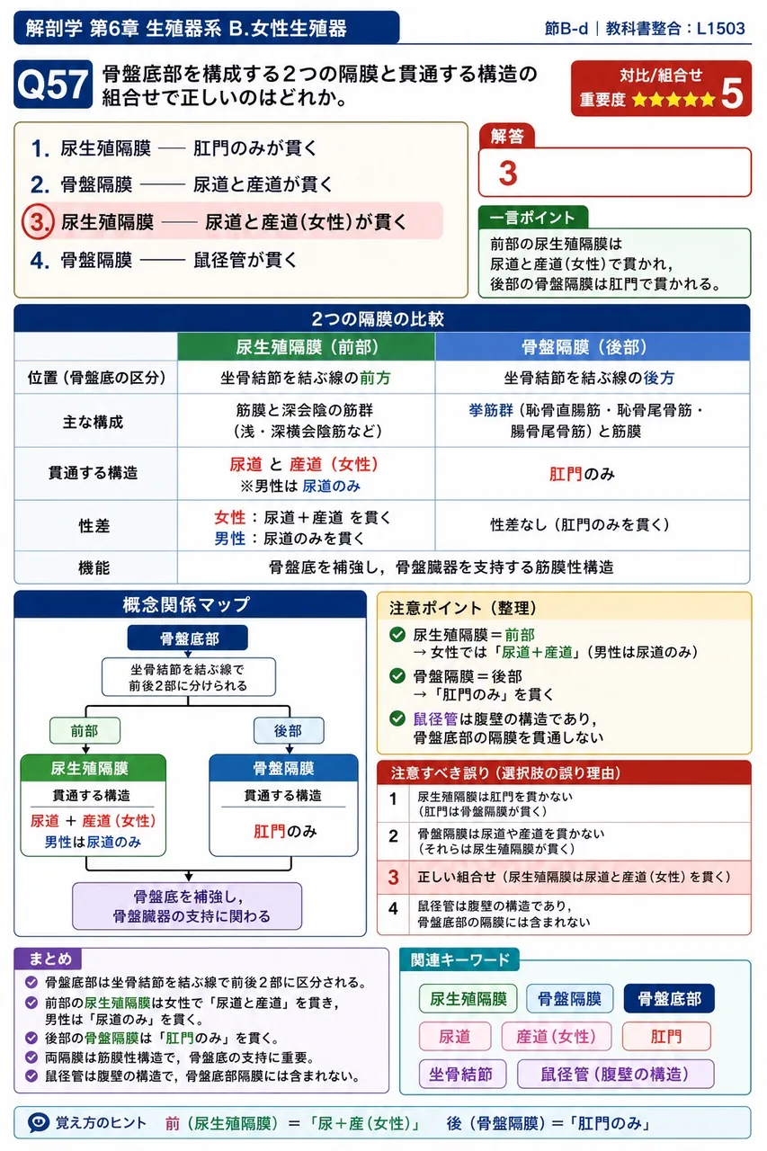 会陰を構成する2つの隔膜と貫通する構造の組合せで正しいのはどれか。 解説図
