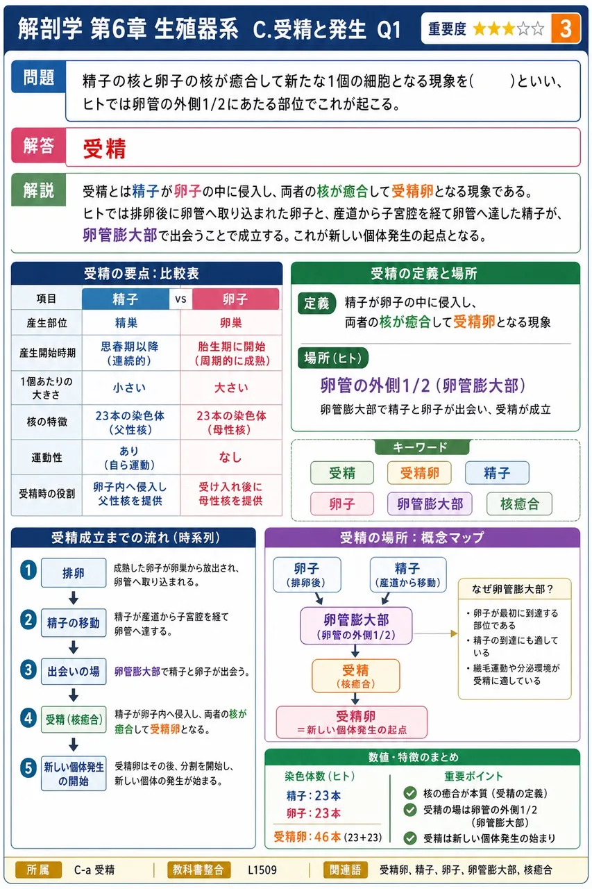 精子の核と卵子の核が癒合して新たな1個の細胞となる現象を( )といい、ヒトでは卵管の外側1/2にあたる部位でこれが起こる。 解説図