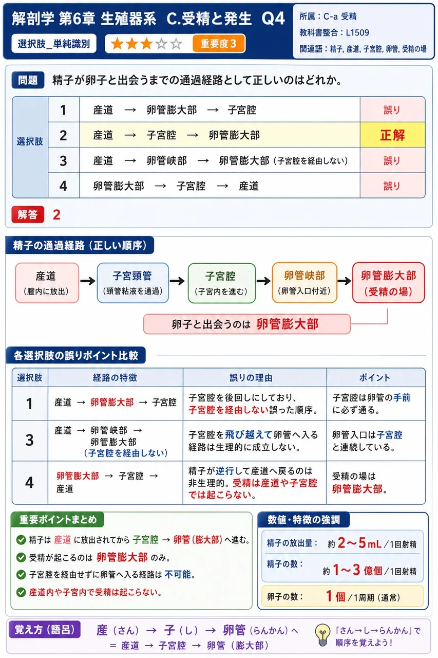 精子が卵子と出会うまでの通過経路として正しいのはどれか。 解説図
