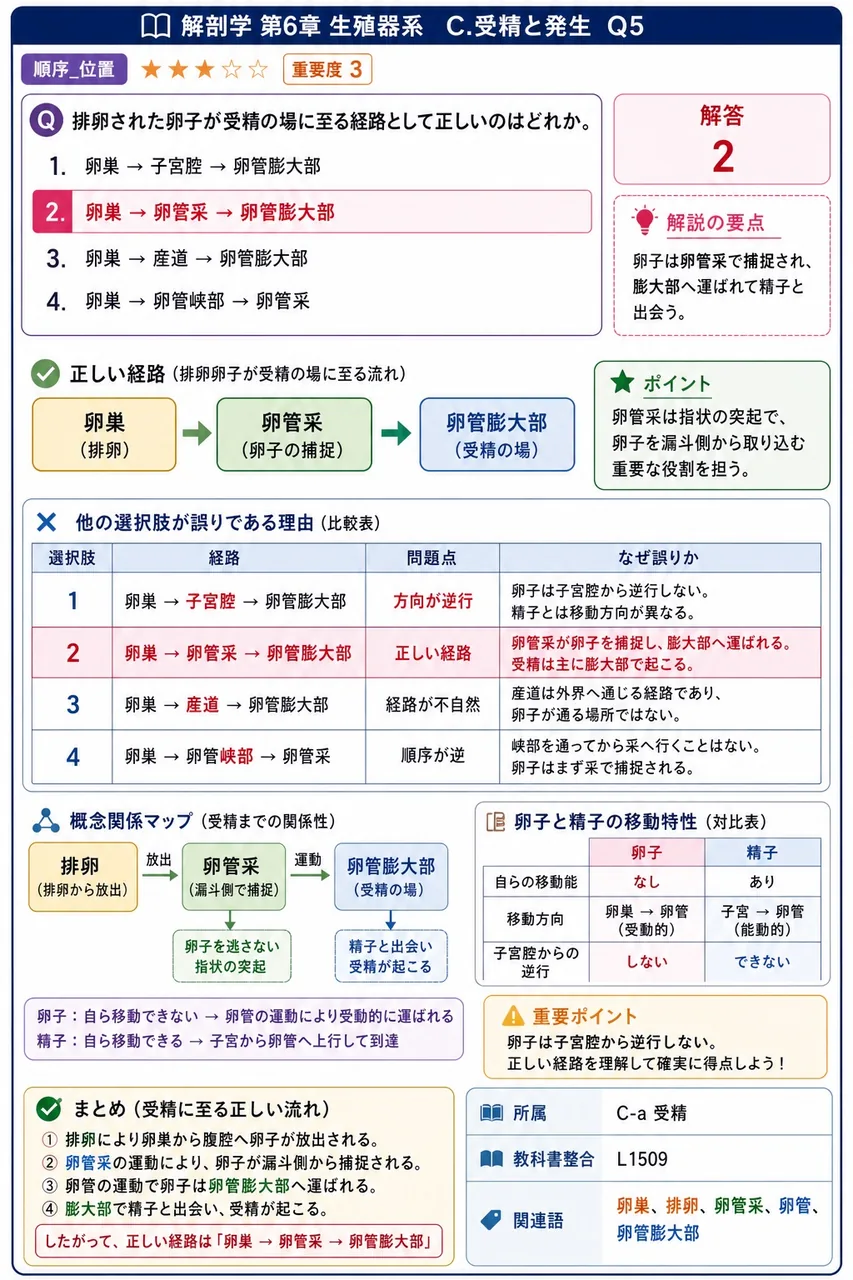 排卵された卵子が受精の場に至る経路として正しいのはどれか。 解説図