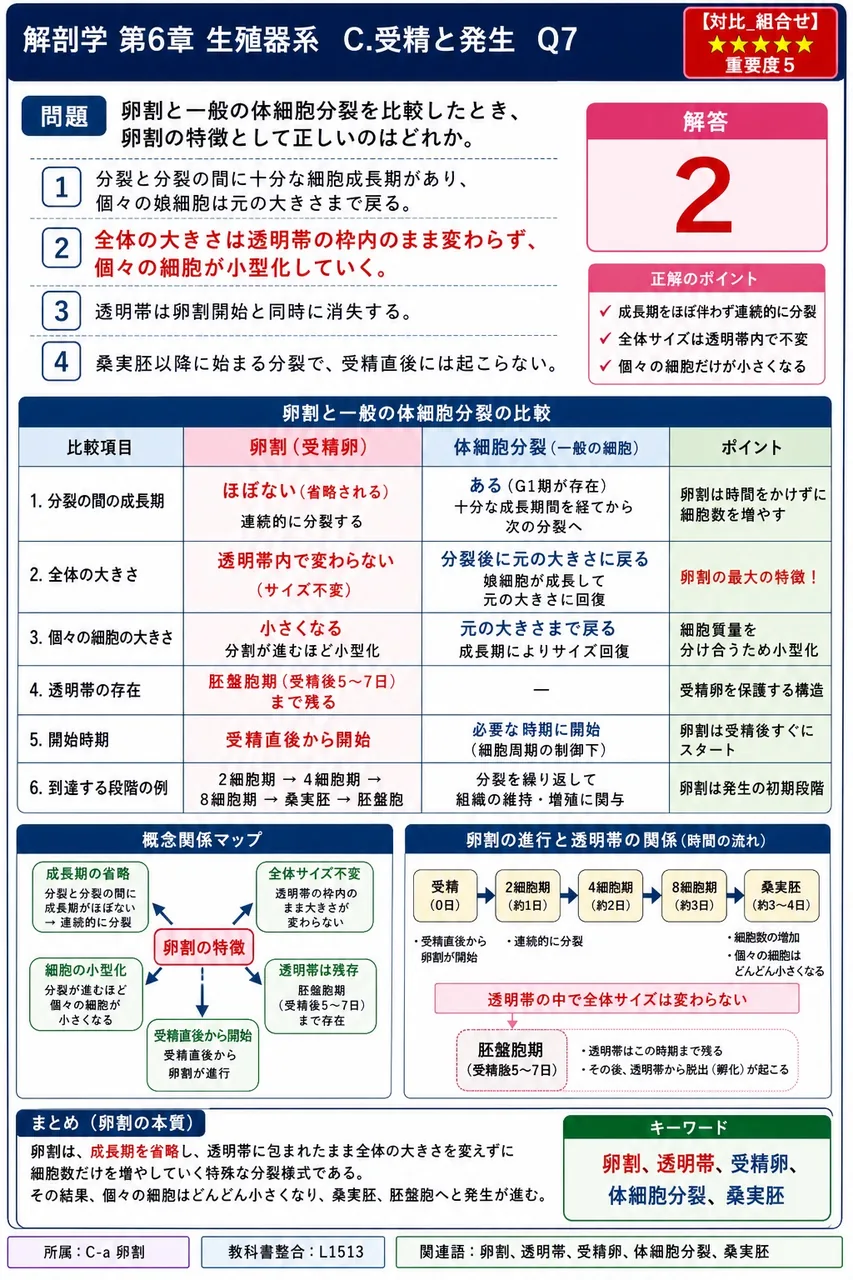卵割と一般の体細胞分裂を比較したとき、卵割の特徴として正しいのはどれか。 解説図