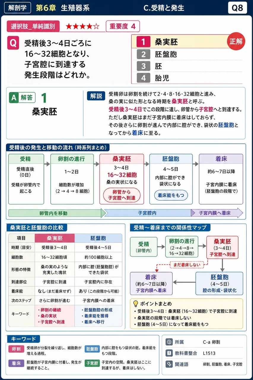 受精後3〜4日ごろに16〜32細胞となり、子宮腔に到達する発生段階はどれか。 解説図