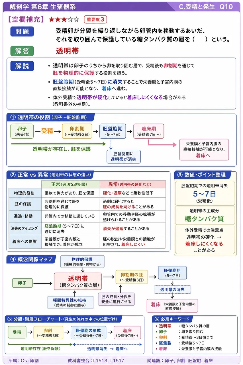 受精卵が分裂を繰り返しながら卵管内を移動するあいだ、それを取り囲んで保護している糖タンパク質の層を( )という。 解説図