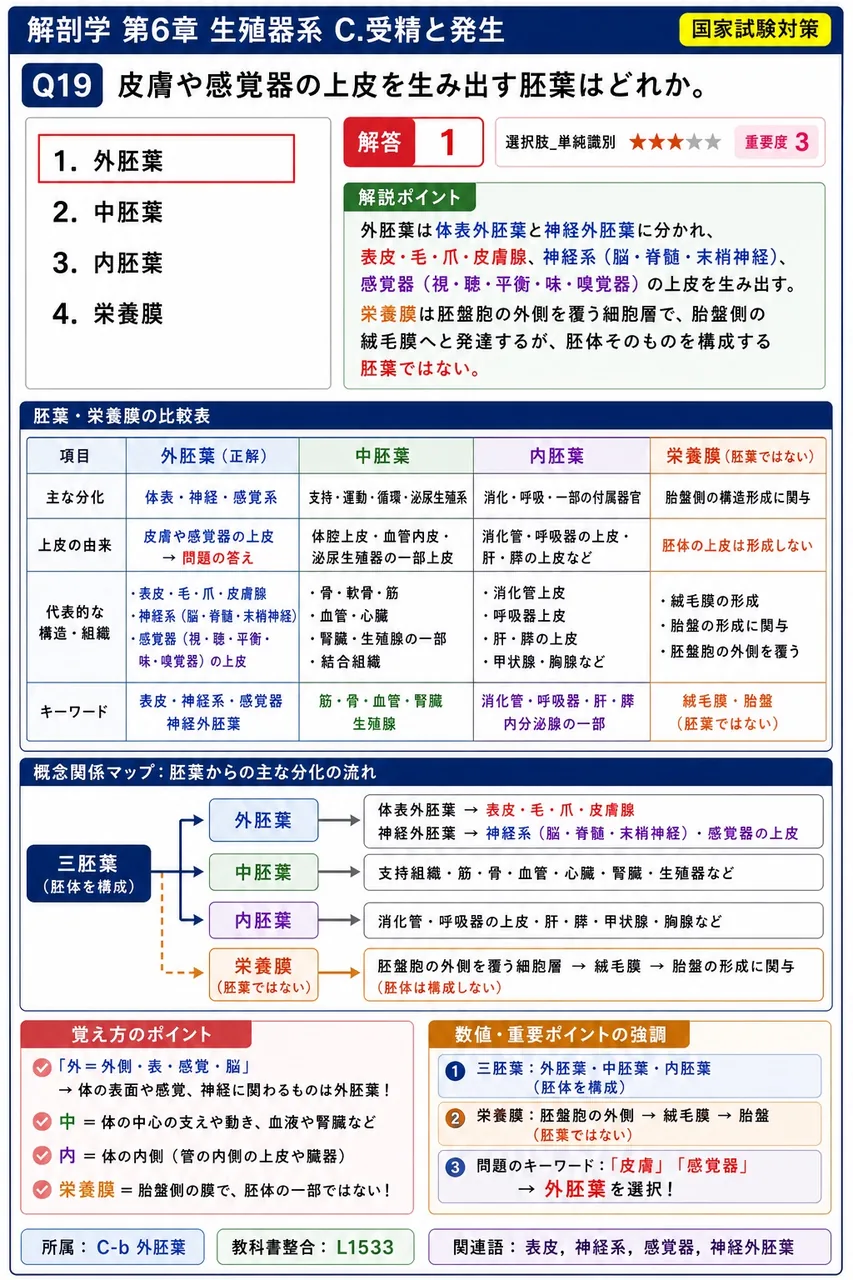 皮膚や感覚器の上皮を生み出す胚葉はどれか。 解説図