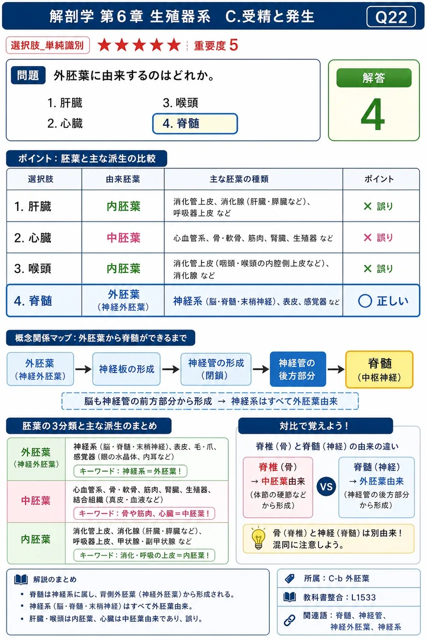 外胚葉に由来するのはどれか。 解説図