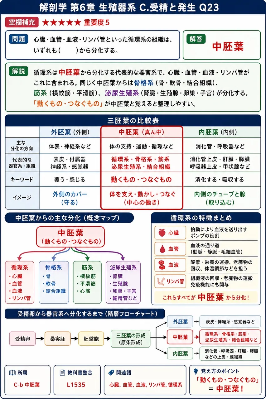 心臓・血管・血液・リンパ管といった循環系の組織は、いずれも( )から分化する。 解説図