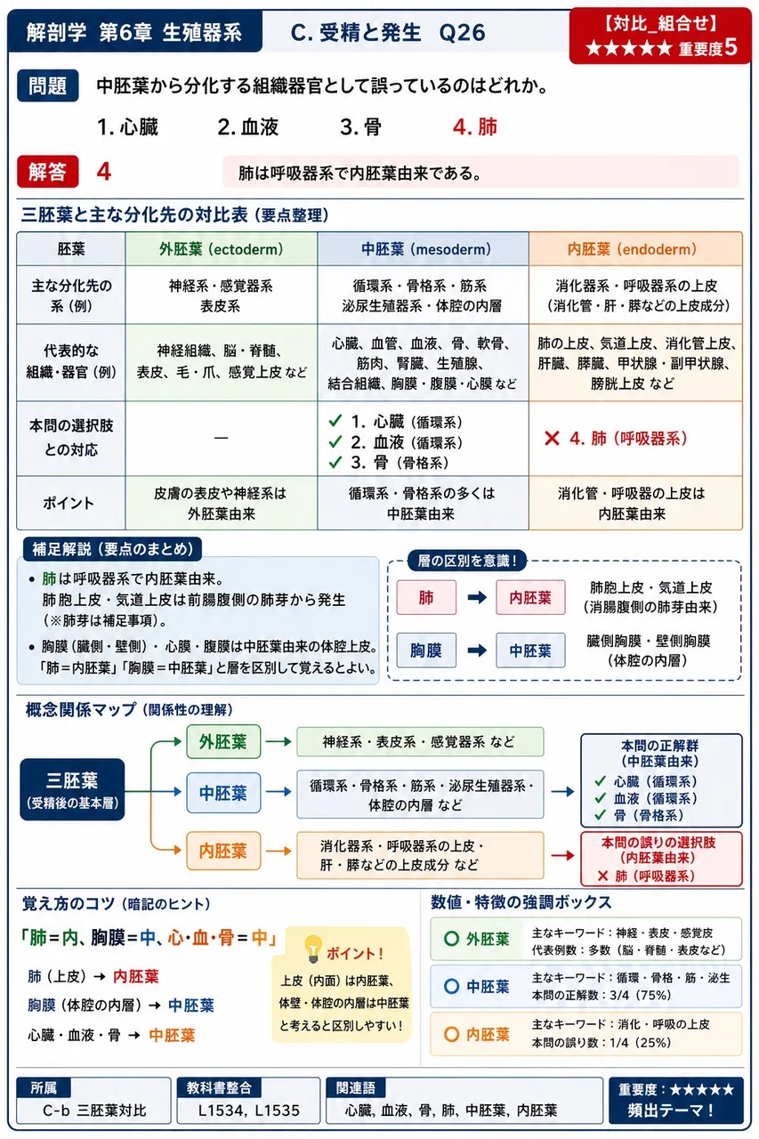 中胚葉から分化する組織器官として誤っているのはどれか。 解説図