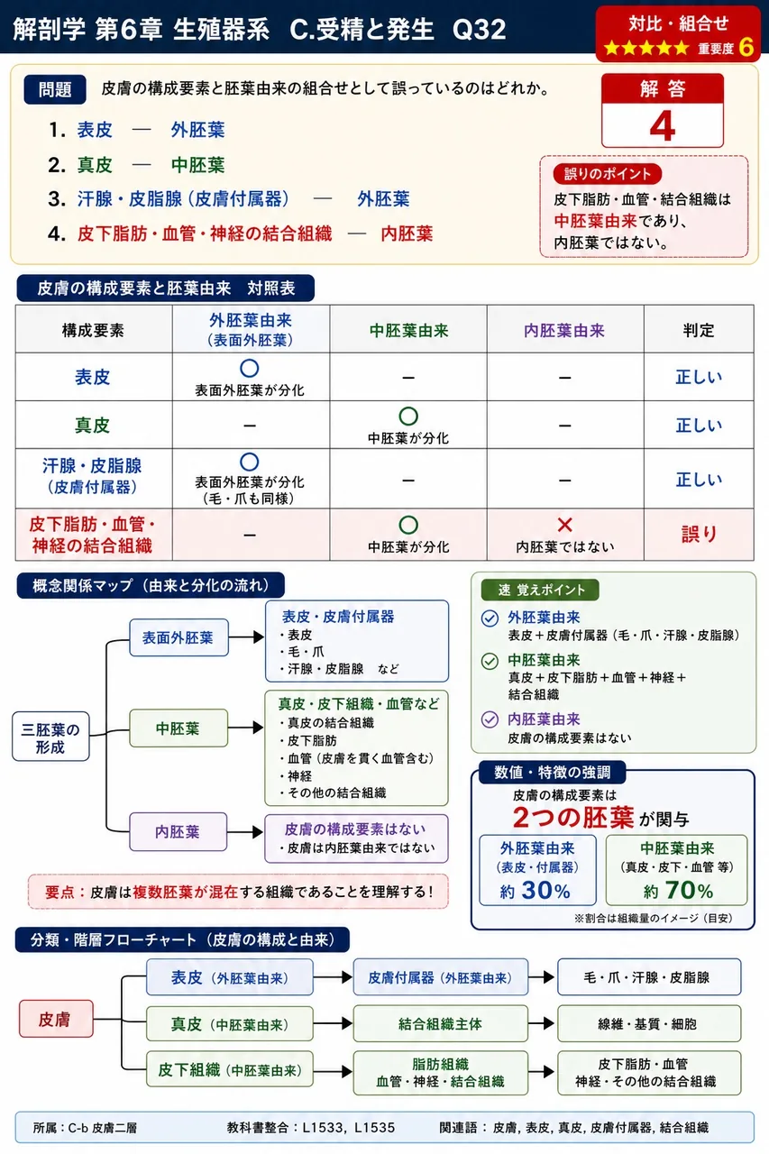皮膚の構成要素と胚葉由来の組合せとして誤っているのはどれか。 解説図
