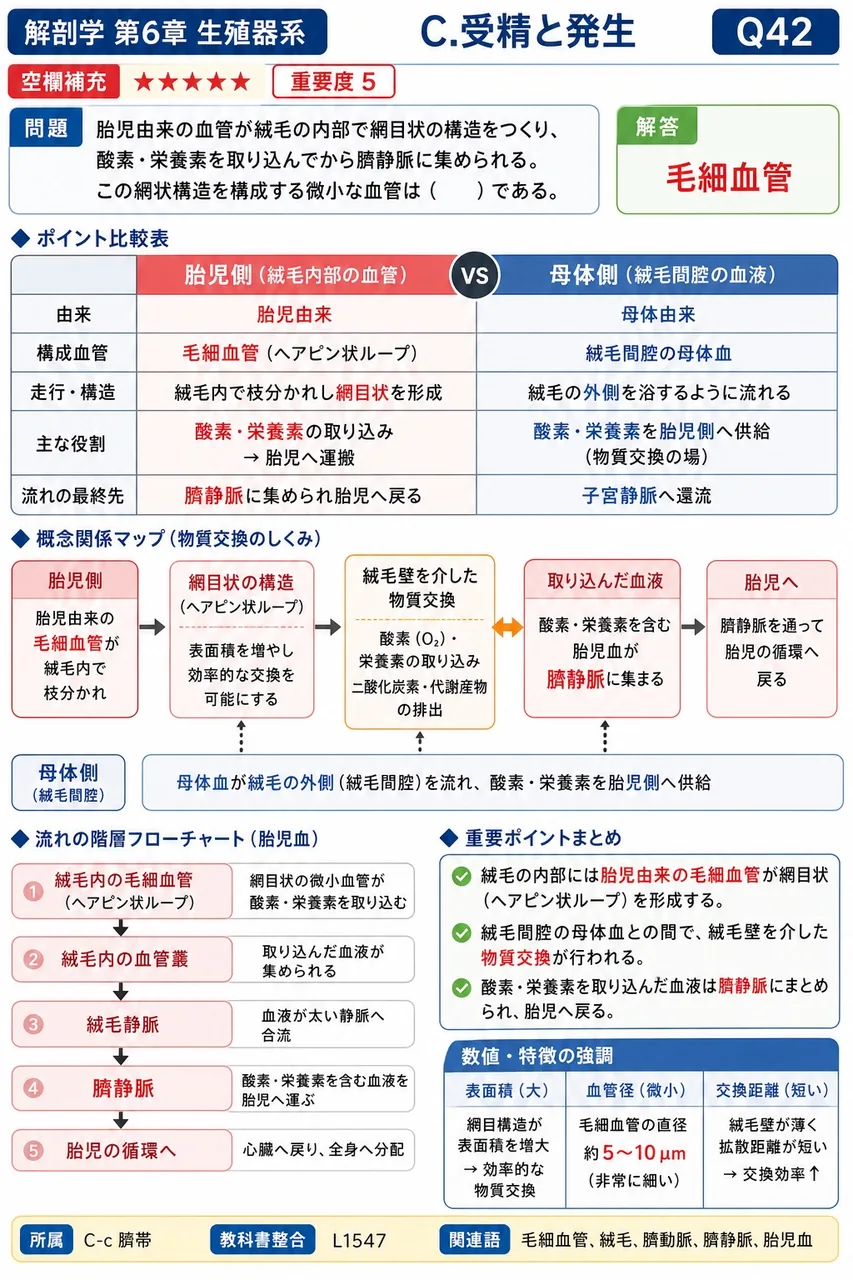 胎児由来の血管が絨毛の内部で網目状の構造をつくり、酸素・栄養素を取り込んでから臍静脈に集められる。この網状構造を構成する微小な血管は( )である。 解説図