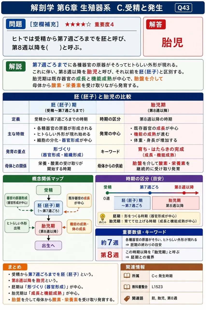 ヒトでは受精から第7週ごろまでを胚と呼び、第8週以降を( )と呼ぶ。 解説図
