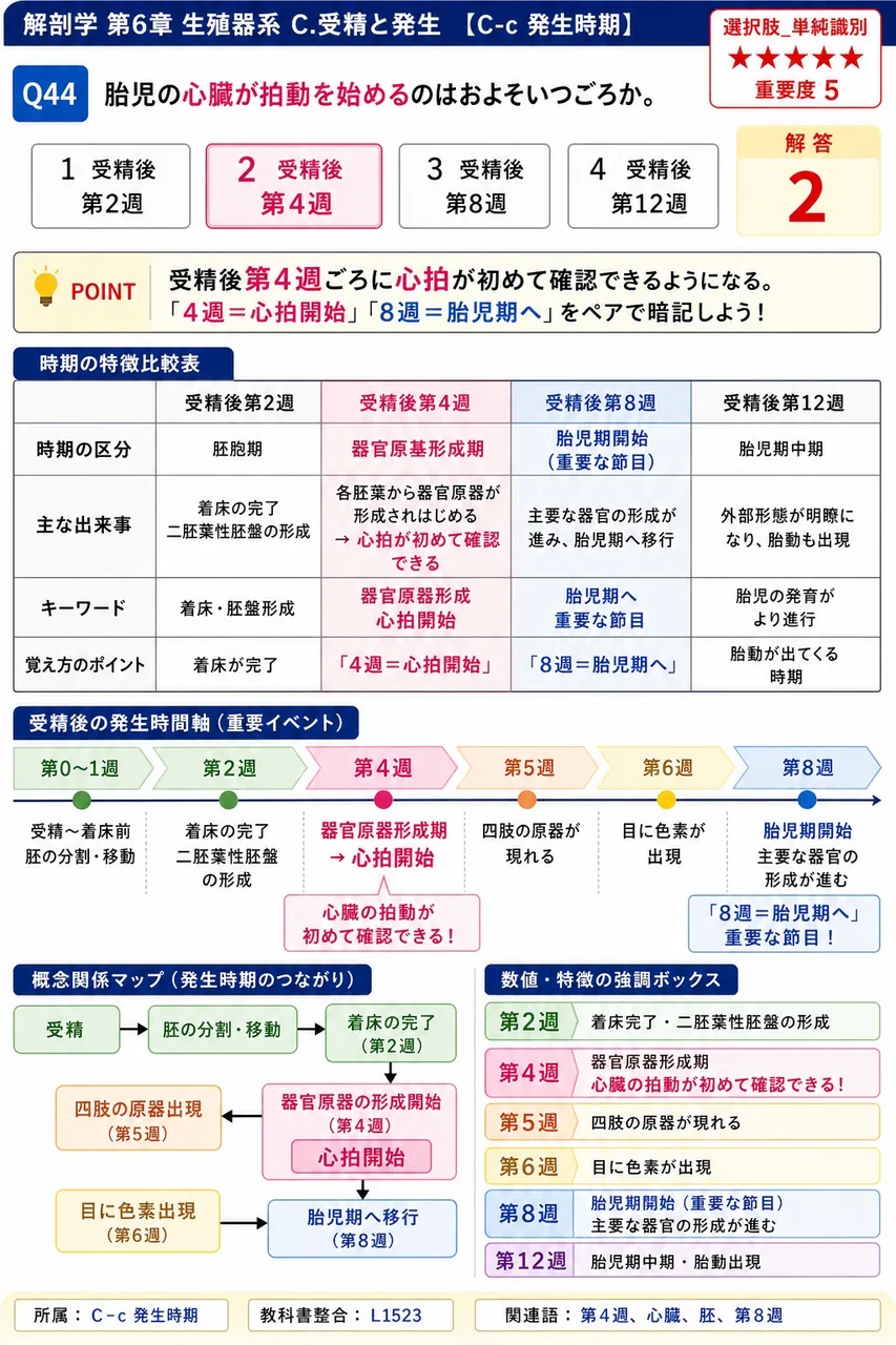 胎児の心臓が拍動を始めるのはおよそいつごろか。 解説図