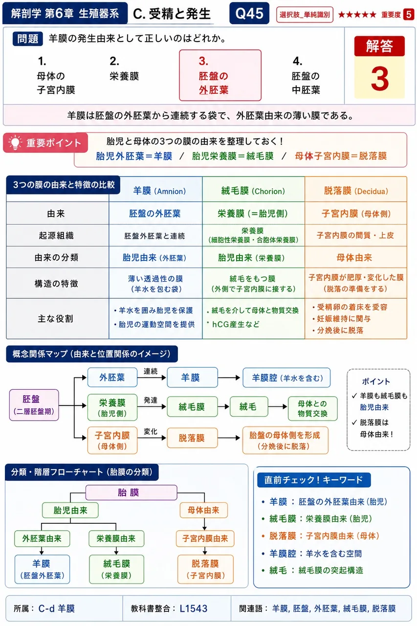 羊膜の発生由来として正しいのはどれか。 解説図