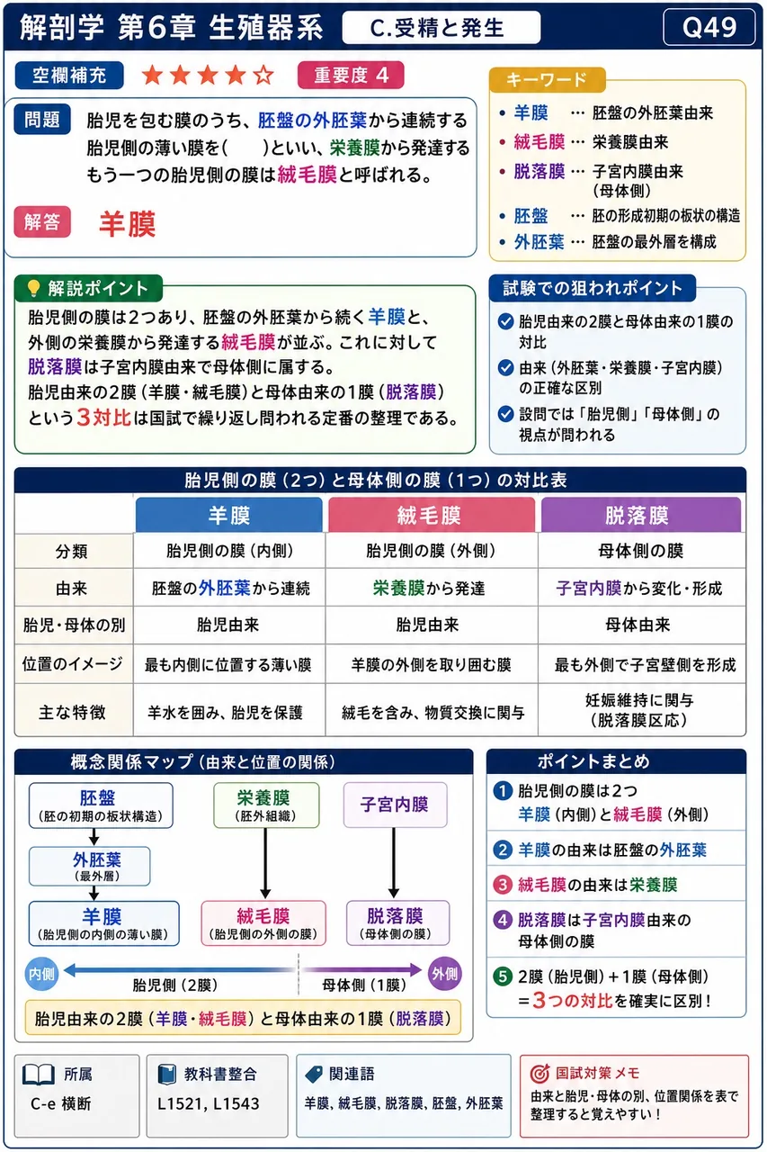 胎児を包む膜のうち、胚盤の外胚葉から連続する胎児側の薄い膜を( )といい、栄養膜から発達するもう一つの胎児側の膜は絨毛膜と呼ばれる。 解説図