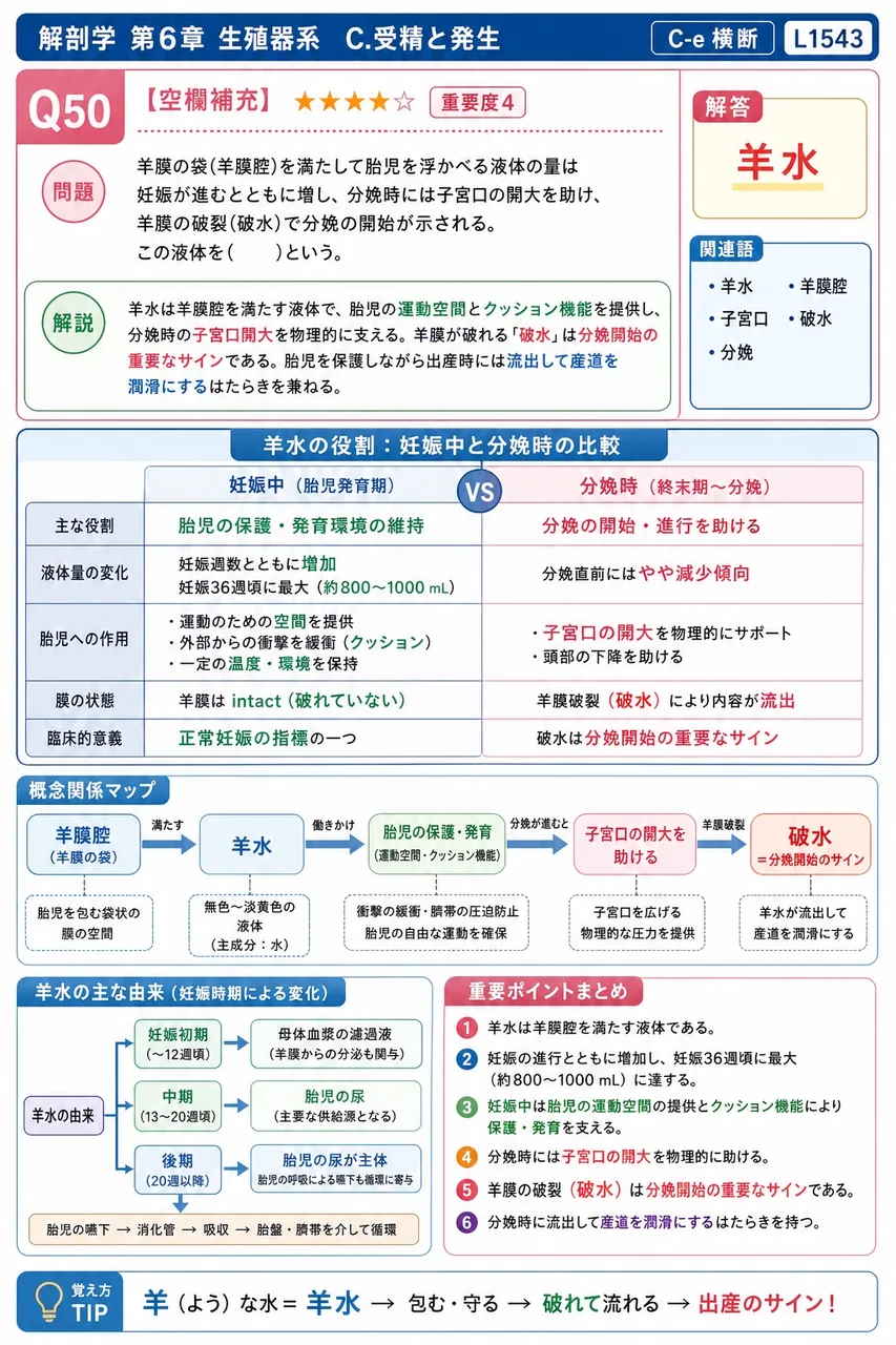 羊膜の袋(羊膜腔)を満たして胎児を浮かべる液体の量は妊娠が進むとともに増し、分娩時には子宮口の開大を助け、羊膜の破裂(破水)で分娩の開始が示される。この液体を( )という。 解説図