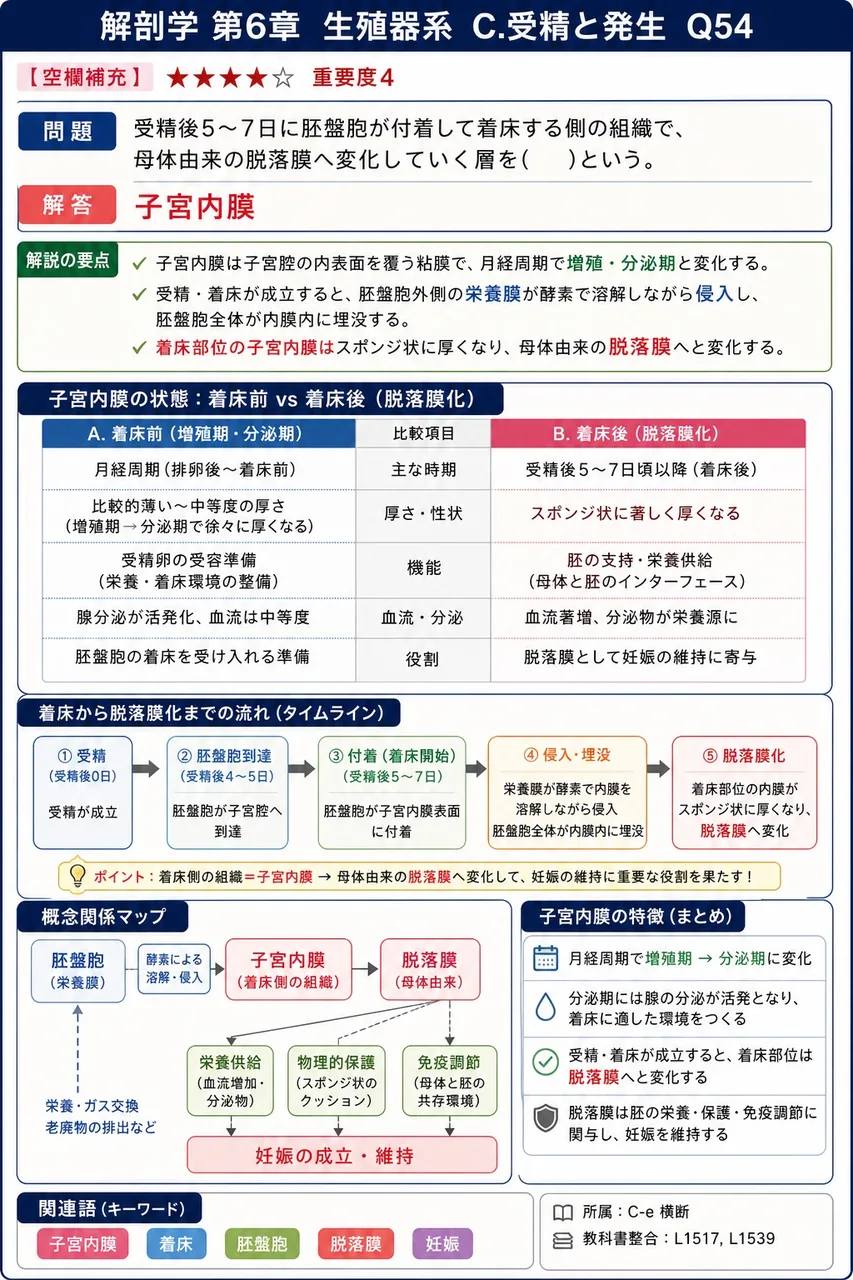 受精後5〜7日に胚盤胞が付着して着床する側の組織で、母体由来の脱落膜へ変化していく層を( )という。 解説図