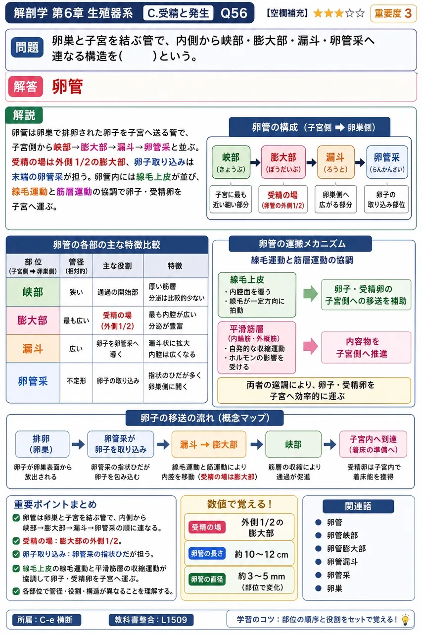 卵巣と子宮を結ぶ管で、内側から峡部・膨大部・漏斗・卵管采へ連なる構造を( )という。 解説図