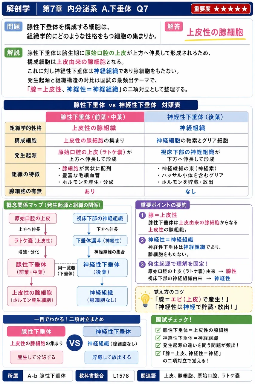 腺性下垂体を構成する細胞は、組織学的にどのような性格をもつ細胞の集まりか。 解説図