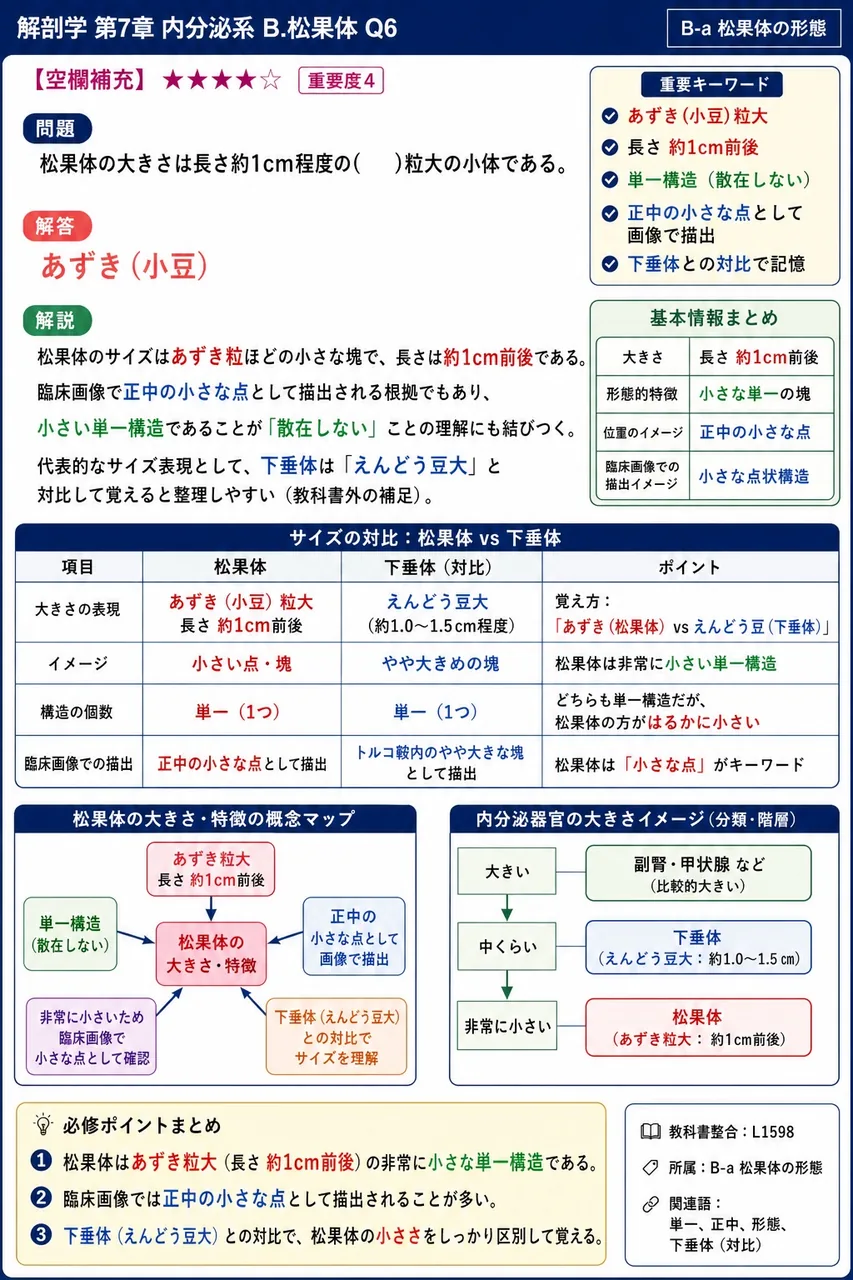 松果体の大きさは長さ約1cm程度の( )粒大の小体である。 解説図