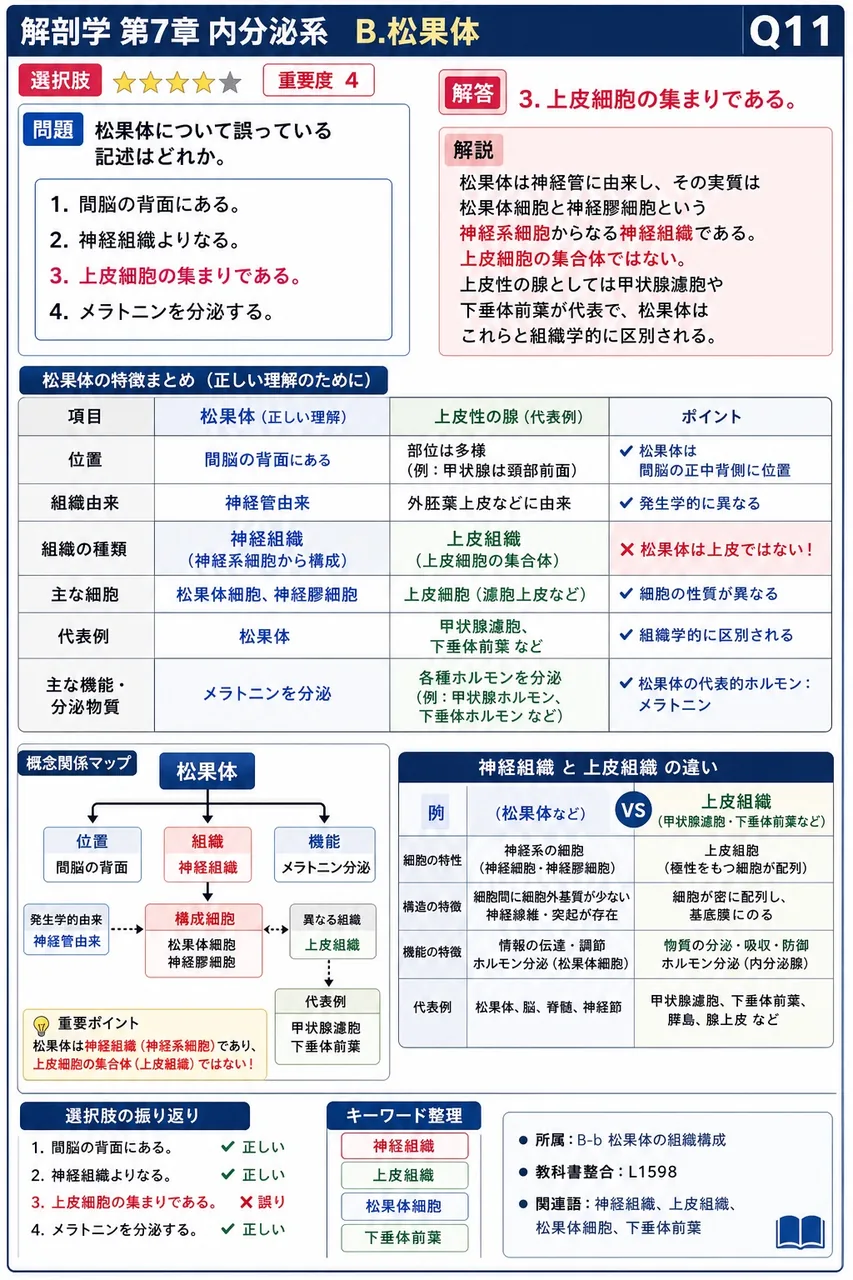 松果体について誤っている記述はどれか。 解説図