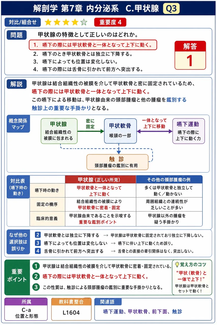 甲状腺の特徴として正しいのはどれか。 解説図
