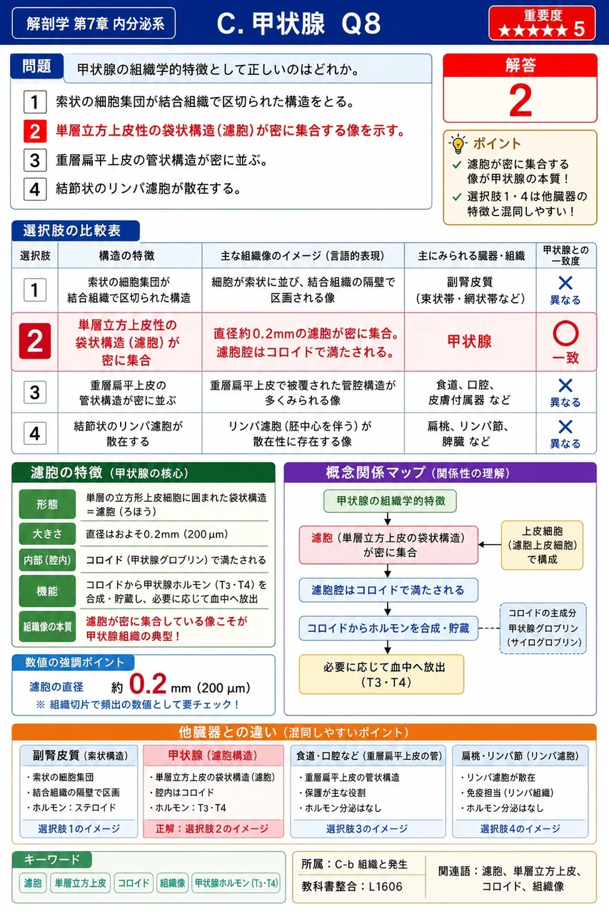 甲状腺の組織学的特徴として正しいのはどれか。 解説図