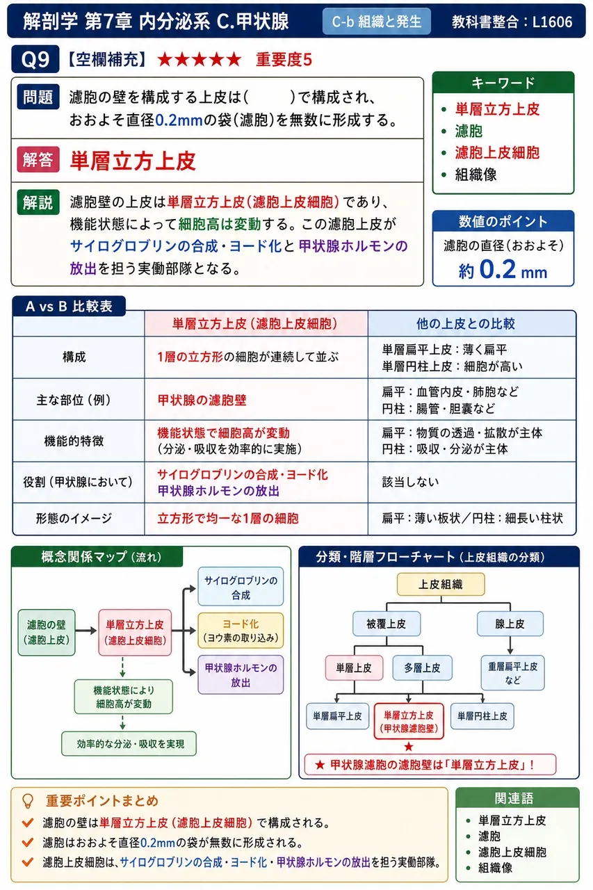 濾胞の壁を構成する上皮は( )で構成され、おおよそ直径0.2mmの袋(濾胞)を無数に形成する。 解説図