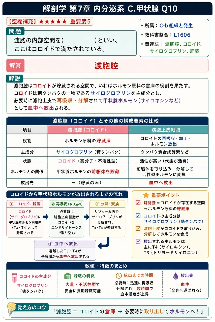 濾胞の内部空間を( )といい、ここはコロイドで満たされている。 解説図