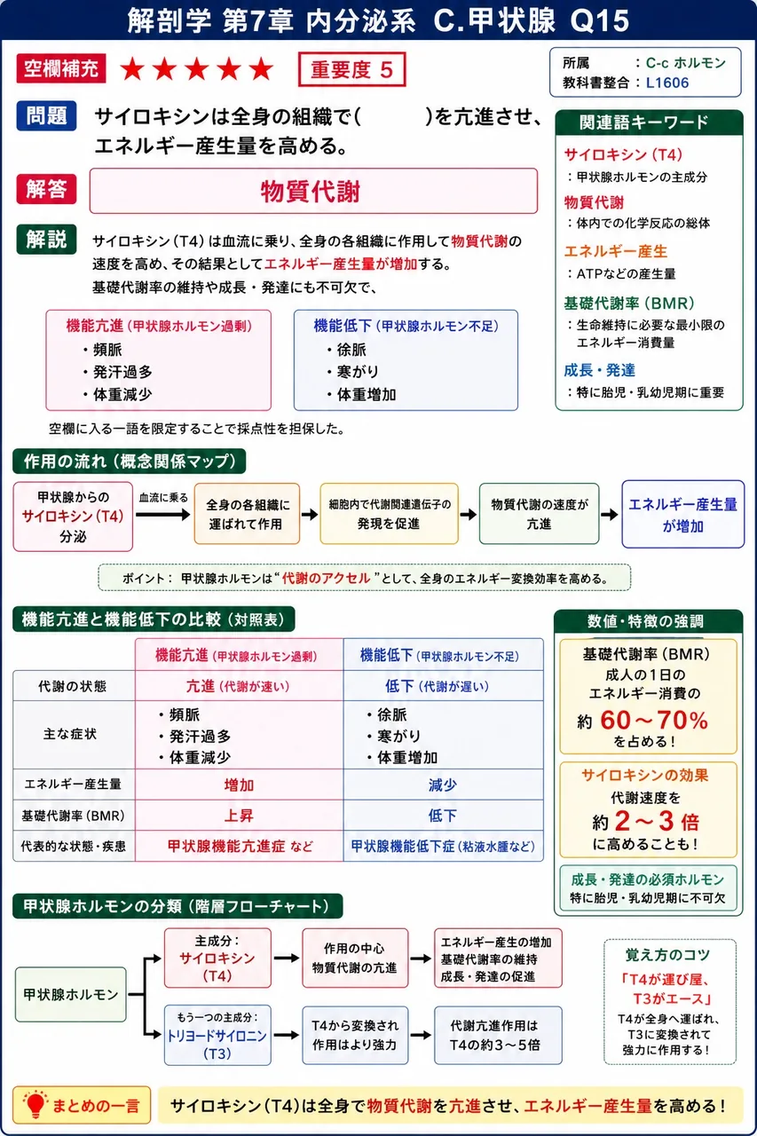 サイロキシンは全身の組織で( )を亢進させ、エネルギー産生量を高める。 解説図