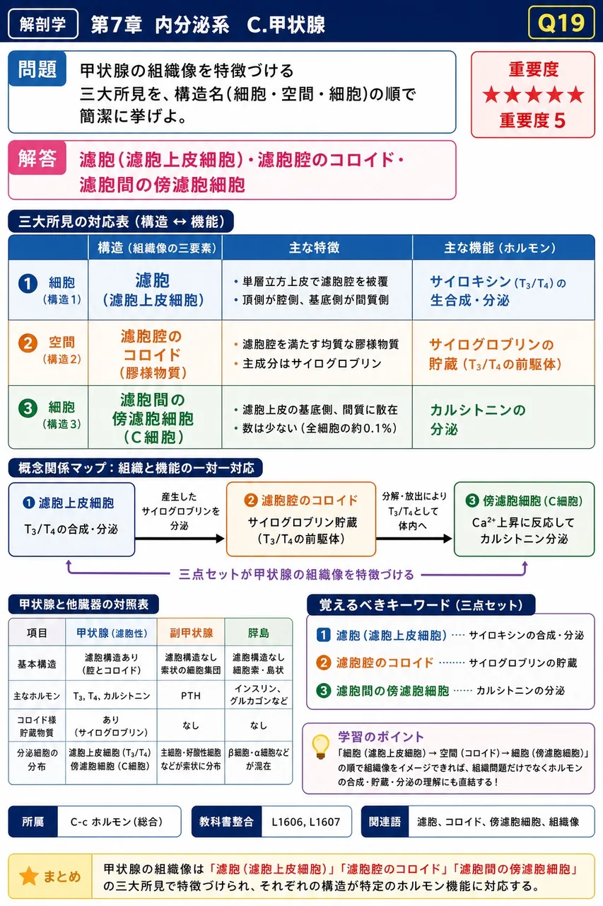 甲状腺の組織像を特徴づける三大所見を、構造名(細胞・空間・細胞)の順で簡潔に挙げよ。 解説図