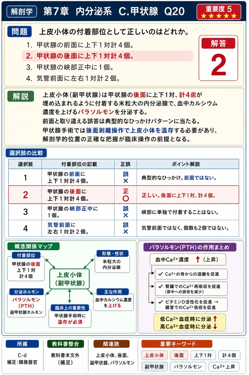 上皮小体の付着部位として正しいのはどれか。 解説図