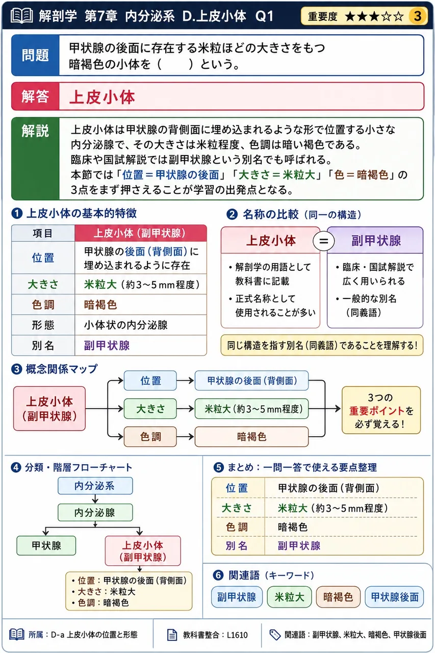 甲状腺の後面に存在する米粒ほどの大きさをもつ暗褐色の小体を( )という。 解説図