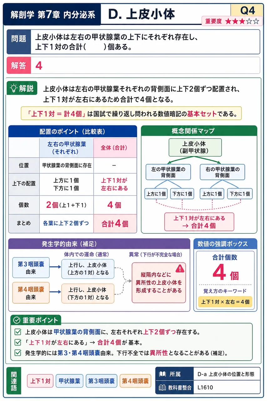 上皮小体は左右の甲状腺葉の上下にそれぞれ存在し、上下1対の合計( )個ある。 解説図