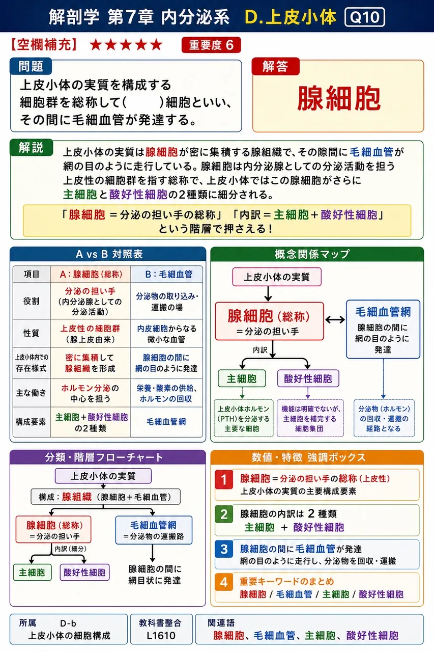 上皮小体の実質を構成する細胞群を総称して( )細胞といい、その間に毛細血管が発達する。 解説図